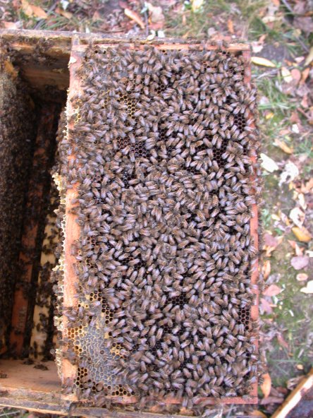 Full frame of bees from a healthy colony